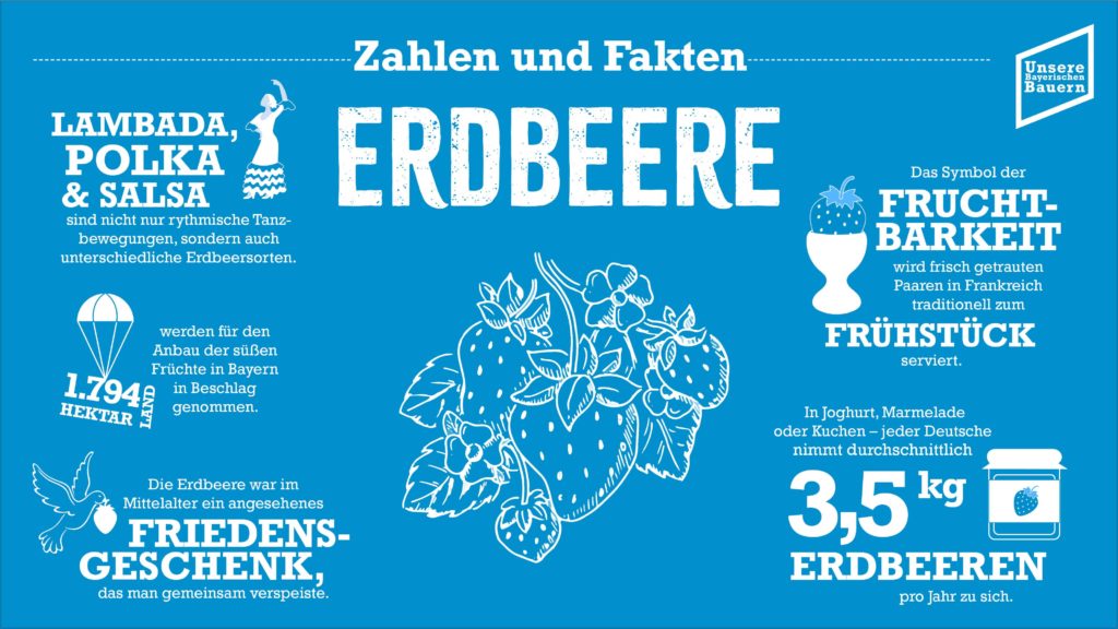 Foto: Information Erdbeere neu