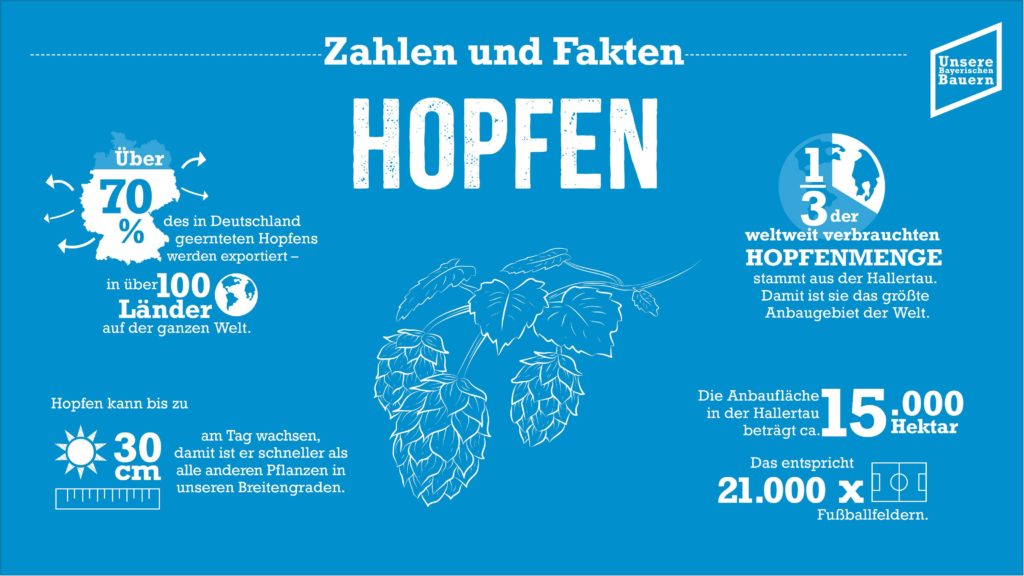 Foto: Informationen Hopfen